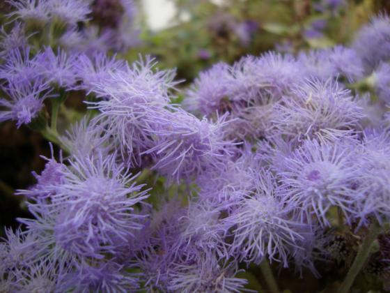 Ageratum – fragrância sutil e cores encantadoras para o seu jardim