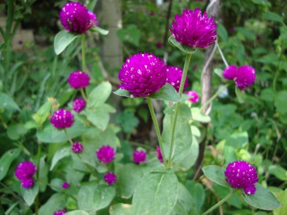 A rainha das flores secas – gomphrenata, não tem medo do calor nem da geada