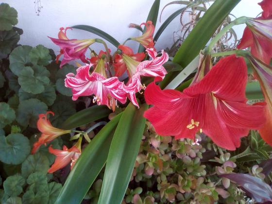 Como cuidar do hippeastrum após a floração?