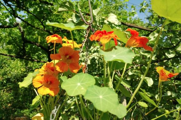 Vários motivos para plantar latim no jardim