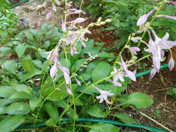 Cuidados de outono para proteger o hosta das lesmas