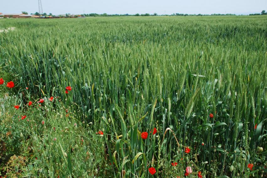 Muitas pragas atacaram as árvores de outono de abril ao início de maio