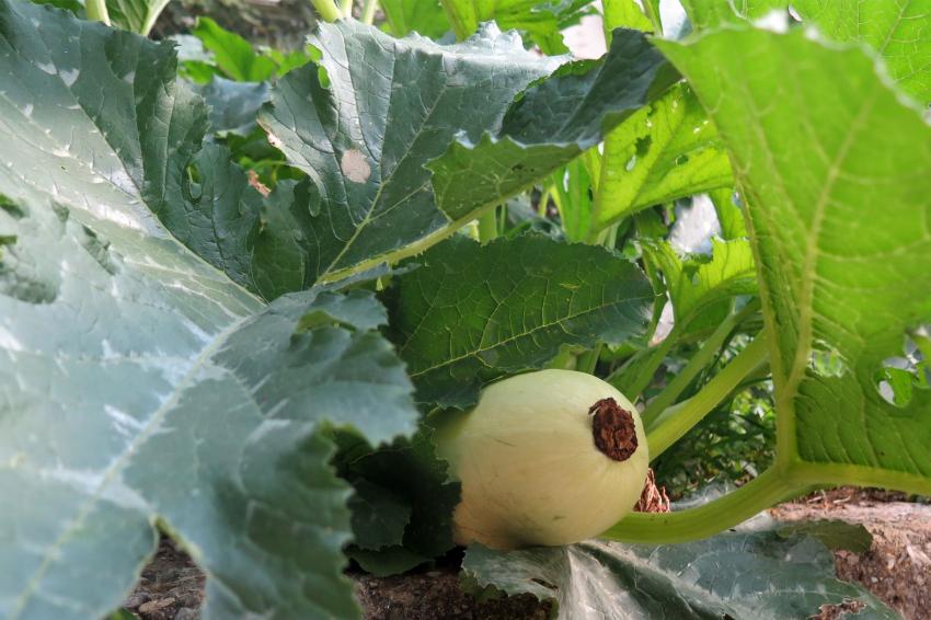 Vantagens de cultivar abobrinha verticalmente