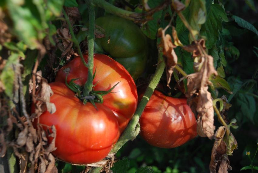 Phytophthora já atacou os tomates