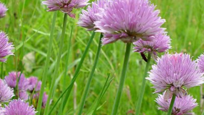 Macarrão – Allium schoenoprasum