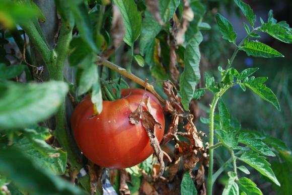 Folhas de tomate murcham e secam muito – causas e medidas