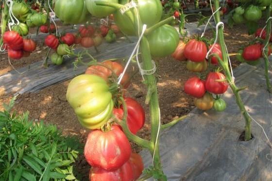 Os tomates retardam o seu desenvolvimento e não amadurecem – razões e ajuda