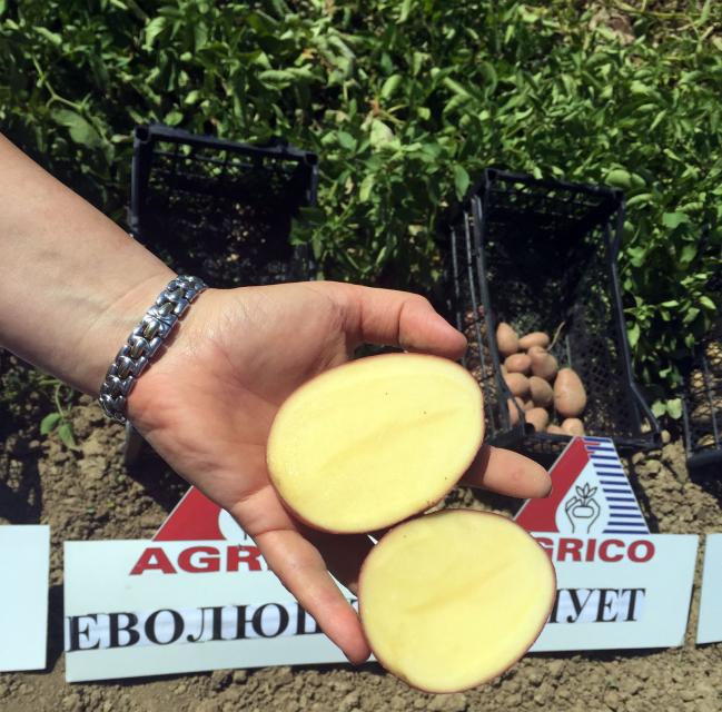 O cultivo da monocultura da batata apresenta riscos e o que plantar depois deles