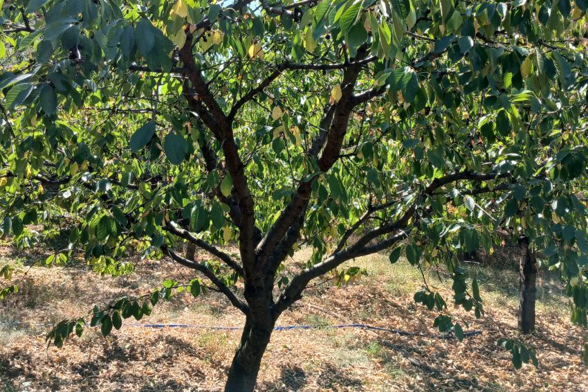 Cuidado com o sistema radicular das árvores frutíferas