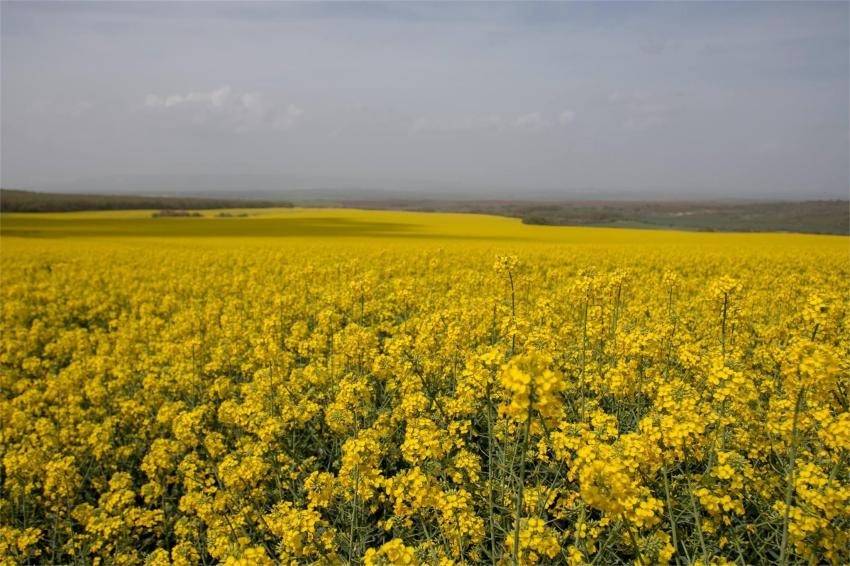 Belcar™ – A revolução no controle de ervas daninhas crucíferas na canola