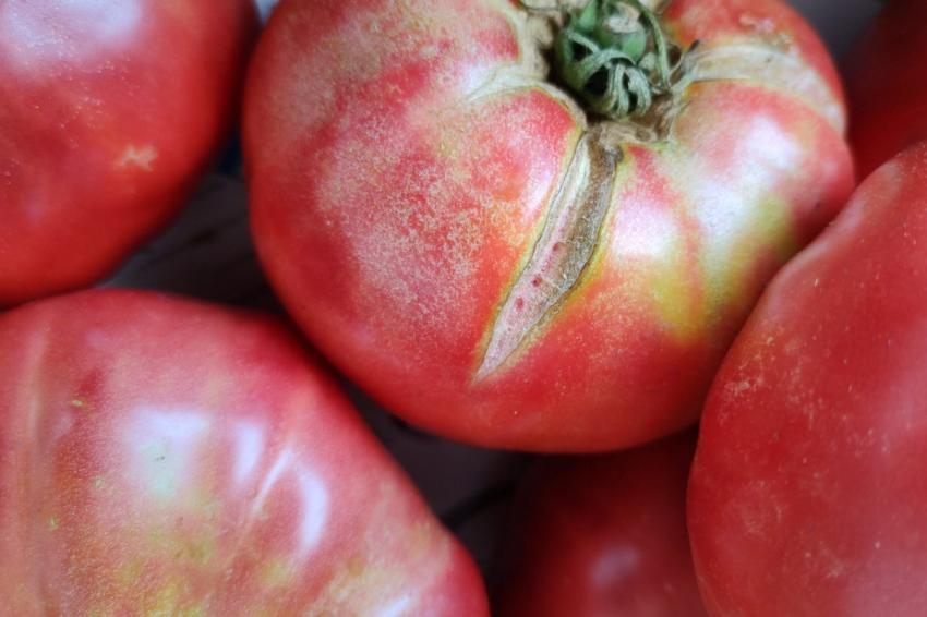 Vamos acelerar o amadurecimento dos tomates