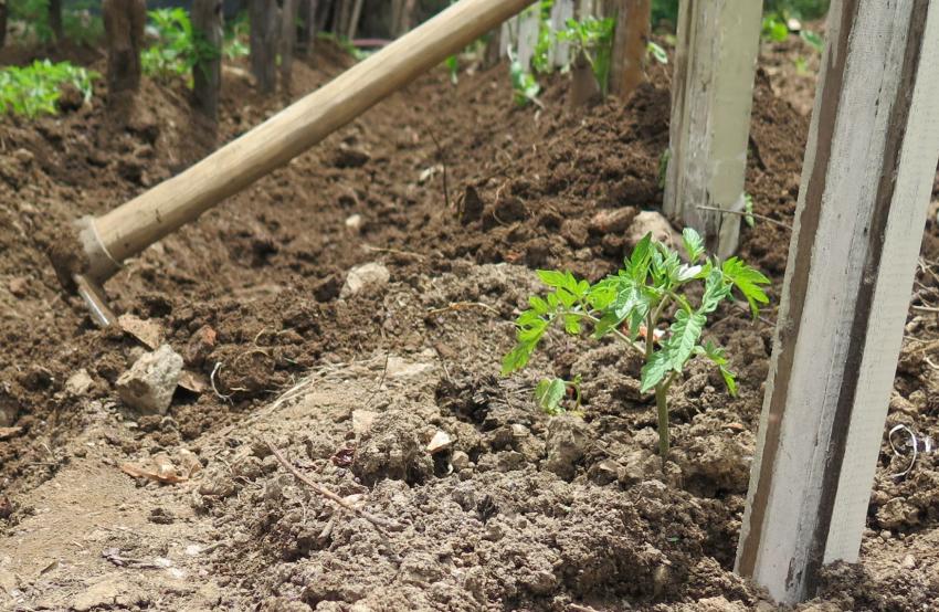 Mapas tecnológicos para produção agrícola, produção convencional e orgânica